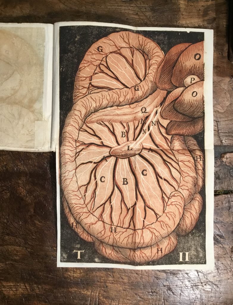 ASELLI, Gaspare Sokol Books