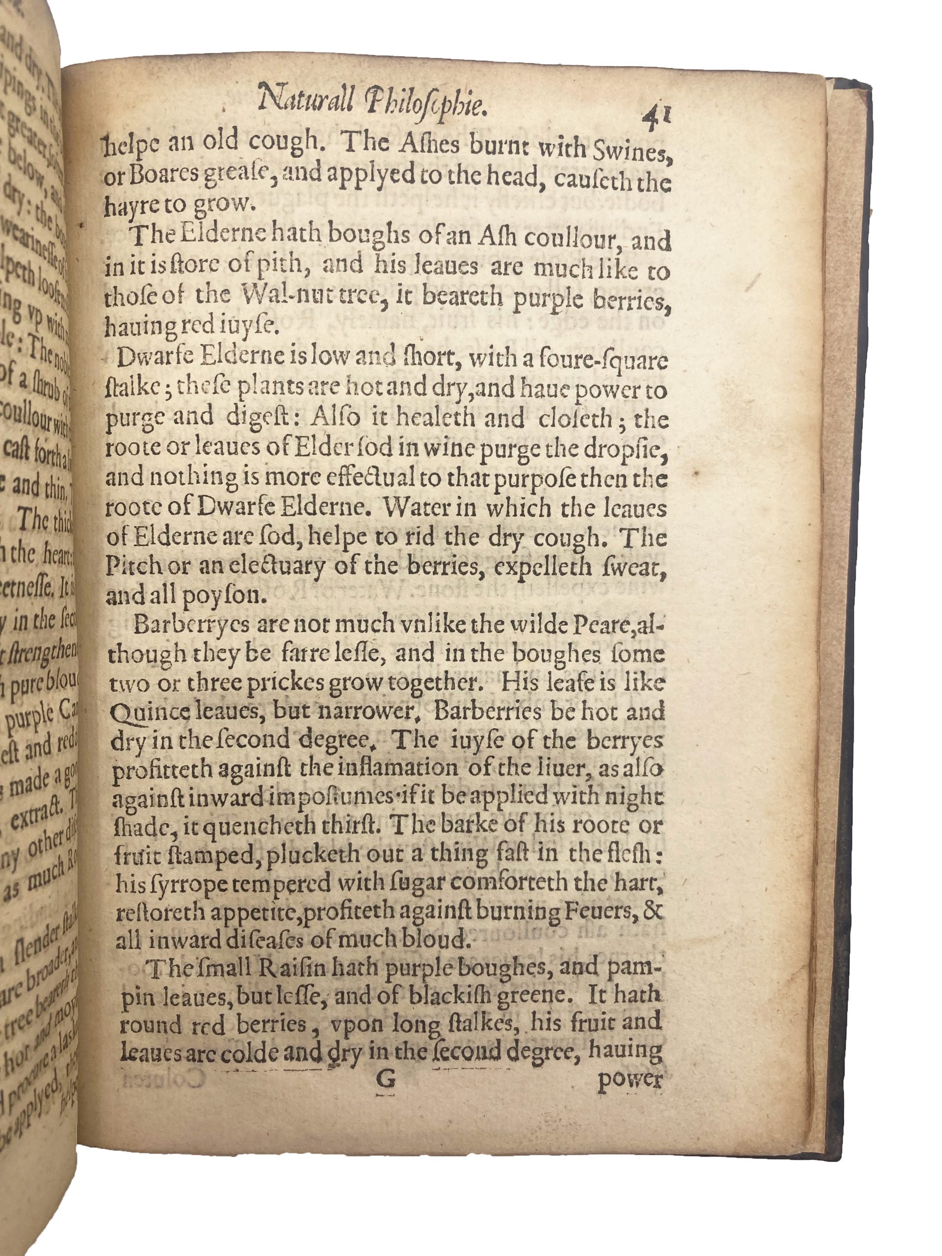 SCRIBONIUS, Wilhelm Adolf; WIDDOWES, Daniel, ed. - Image 4