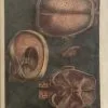 GAUTIER D'AGOTY, Jacques Fabien. - Image 2
