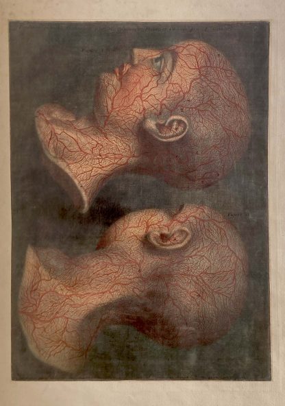 GAUTIER D'AGOTY, Jacques Fabien. - Image 4